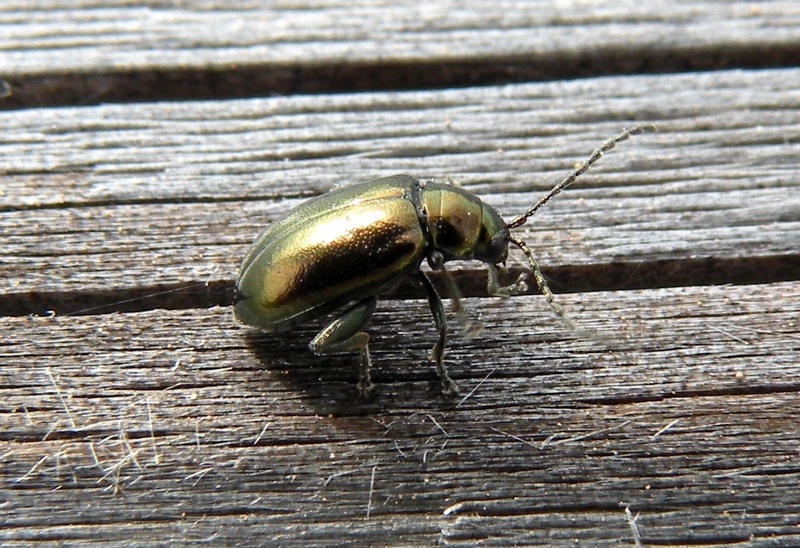 Piccolo coleottero verde: Altica sp.